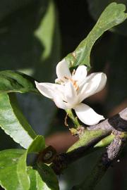              Flower (Riverside, CA)       