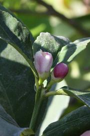              Flower (Riverside, CA)       