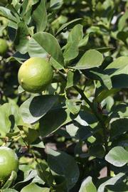              Sun leaves (Riverside, CA)       