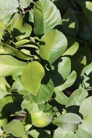              Sun leaves (Riverside, CA)       