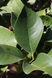              Unifoliolate leaf (Riverside, CA)       