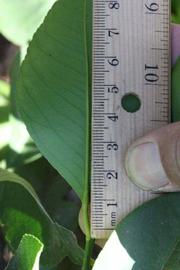              Unifoliolate leaf (Riverside, CA)       