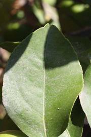              Unifoliolate leaf (Riverside, CA)       