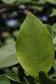              Unifoliolate leaf (Riverside, CA)       