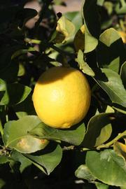              Fruit (Riverside, CA)       