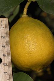              Fruit (Riverside, CA)       