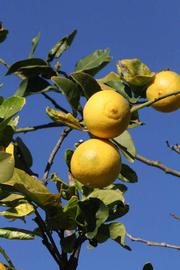              Fruit (Riverside, CA)       