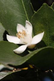              Flower (Riverside, CA)       