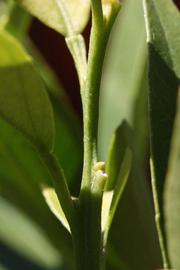              First year twig (Laranja Cravo, Riverside,   CA)       