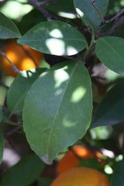              Shade leaves (Laranja Cravo, Riverside,   CA)       