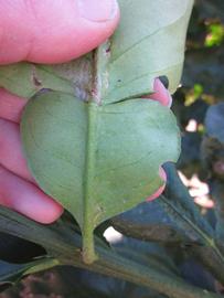                Petiole (Large Pink, Winter Haven, FL)       