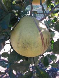              Fruit (Large Pink, Winter Haven, FL)   