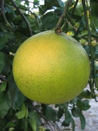              Fruit (Large Pink, Winter Haven, FL)   