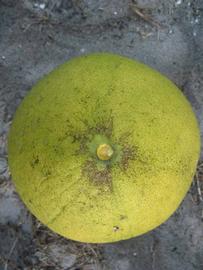              Fruit (Large Pink, Winter Haven, FL)   