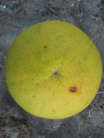              Fruit (Large Pink, Winter Haven, FL)   