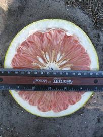              Fruit cross-section (Large Pink, Winter Haven,   FL)   