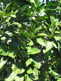              Sun leaves (Large Pink, Winter Haven,   FL)   