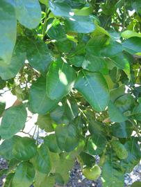              Shade leaves (Large Pink, Winter Haven,   FL)   