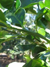              First year twig (Large Pink, Winter Haven,   FL)   