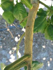              Second - third year twig (Large Pink, Winter Haven,   FL)   