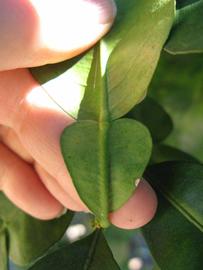              Petiole (Large Pink, Winter Haven, FL)   