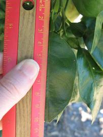              Unifoliolate leaf (Large Pink, Winter Haven,   FL)   