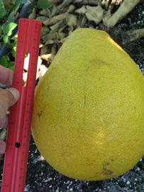              Fruit (Large Pink, Winter Haven, FL)       