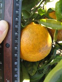              Fruit (Winter Haven, FL)       