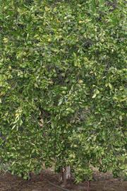            Habit (Riverside, CA)   