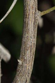              Second - third year twig (Riverside, CA)       