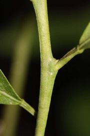            First year twig (Riverside, CA)   