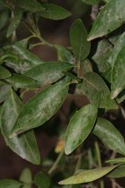              Shade leaves (Riverside, CA)       