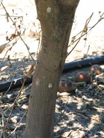            Bark (Winter Haven, FL)      