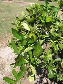              Sun leaves (Winter Haven, FL)       
