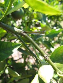              First year twig (Winter Haven, FL)       