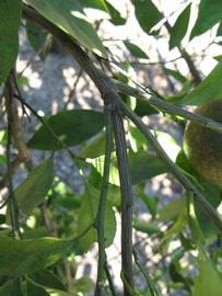              Second - third year twig (Winter Haven, FL)       