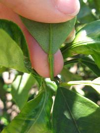              Petiole (Winter Haven, FL)       