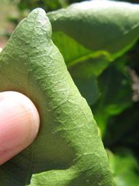              Margin (Winter Haven, FL)       