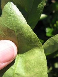              Margin (Winter Haven, FL)       