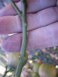              First year twig (Winter Haven, FL)       