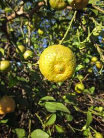              Fruit (Winter Haven, FL)       