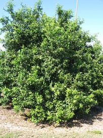            Habit (Winter Haven, FL)   