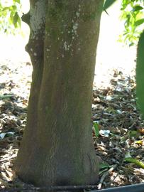            Bark (Winter Haven, FL)   