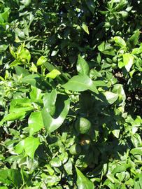              Sun leaves (Winter Haven, FL)       