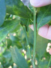            First year twig (Winter Haven, FL)   