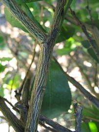              Second - third year twig (Winter Haven, FL)       