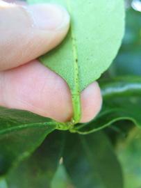              Petiole (Winter Haven, FL)       