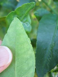              Margin (Winter Haven, FL)       