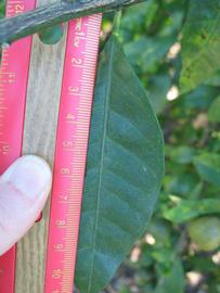              Unifoliolate leaf of lemonquat (Winter Haven, FL)       