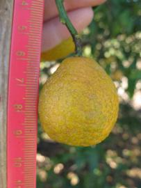                    Fruit of lemonquat (Winter Haven, FL)       